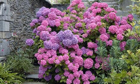 Keep Summer Alive With These Late Flowering Shrubs And