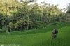 Travel Guide Ubud Indonesia Modern Practicality