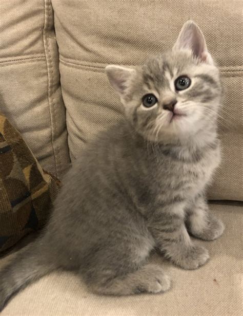 British Shorthair Male Kitten For Sale In Boston Ma