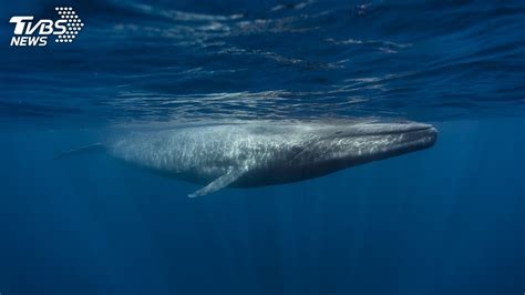 在20世紀初，由於商業捕鯨活躍，藍鯨遭人類大規模捕殺以至幾乎滅絕。 設計師 steve 期望透過這藍鯨包設計，讓更多朋友認識這在地球上生存並演化了 5,000 萬年的偉大生物。 解藍鯨遷徙路線謎團 美研究團隊找到答案│TVBS新聞網