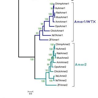 She was also tormented by images of death and a shadowy, ominous figure in black. (PDF) The WTX/AMER1 gene family: Evolution, signature and function
