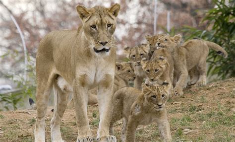 Lion Smithsonians National Zoo