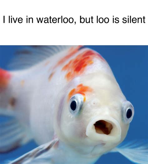 Hi Im A Fish Meme