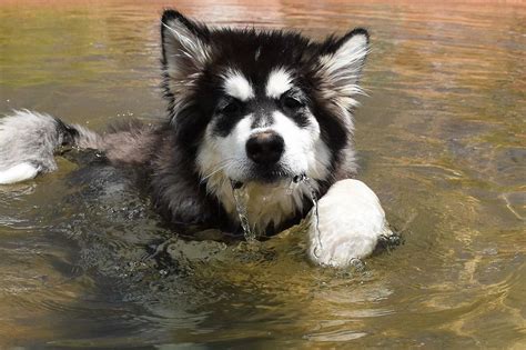 Snow Pack Alaskan Malamutes Puppies For Sale