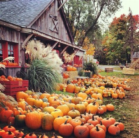 41 Best Pumpkinpatch Images On Pinterest Pumpkin Patches Autumn