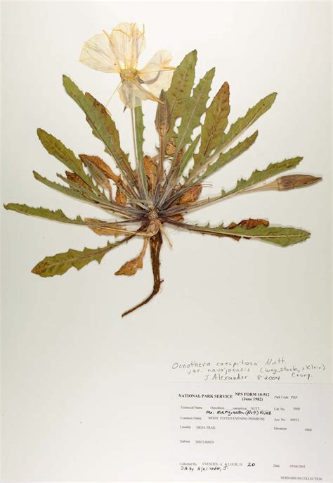 Herbarium Definition And Importance Britannica