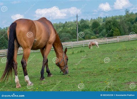 Brown Horse Grazing In Pasture Stock Photo Image Of Equine Green