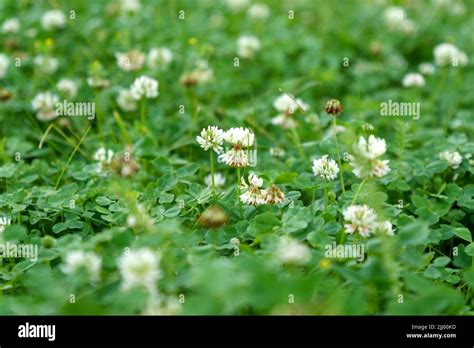 Flowers Of White Clover Trifolium Repensthe Plant Is Edible Medicinal
