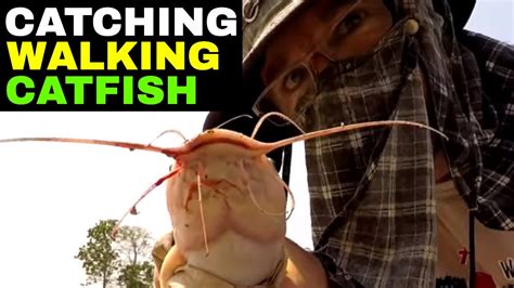 Fishing And Catching Walking Catfish In Rural Thailand Youtube