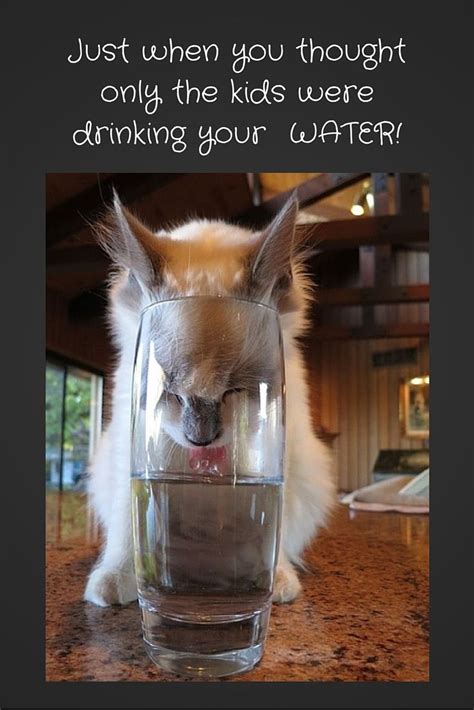 Funny Cat Picture Drinking Water Funny Cat Pictures Cat Pics Cat