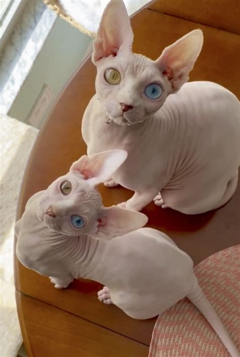 Sphynx Cats Mocked For Their Unusual Appearance Find Love On Instagram