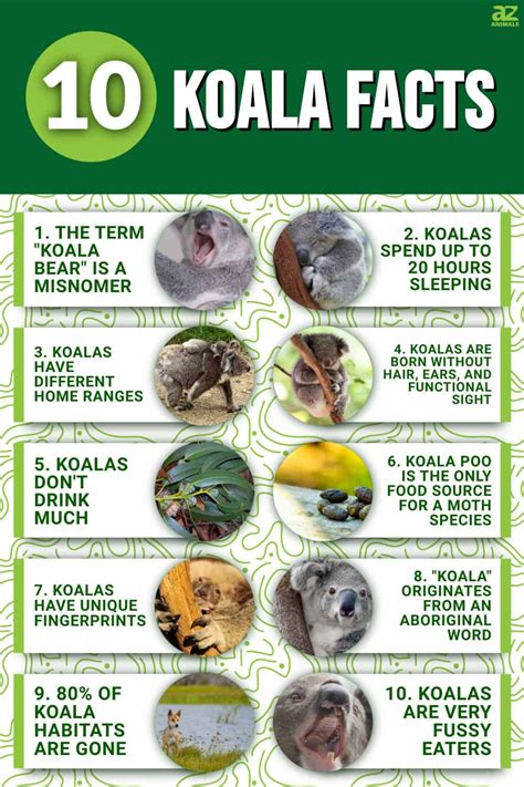 10 Incredible Koala Facts A Z Animals