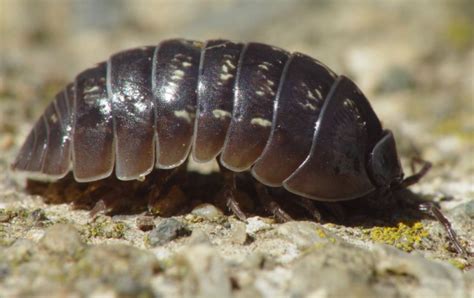 Rolly Pollies A Super Amazing And Beneficial Creature