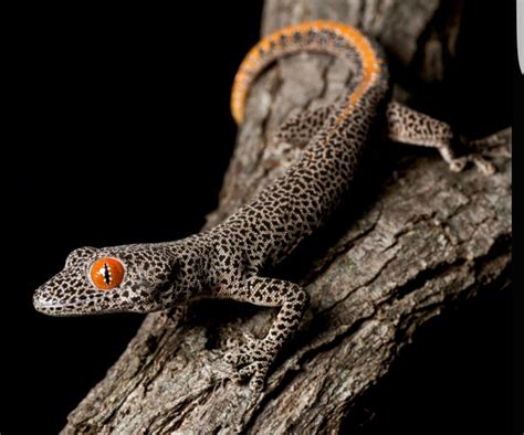 Strophurus Taenicauda Also Known As The Golden Spiny Tailed Gecko Is