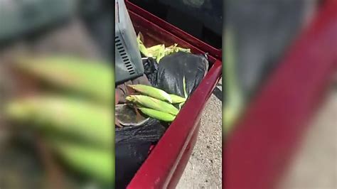 Texas Farmer Confronts Thieves Picking Corn From His Field Abc13 Houston
