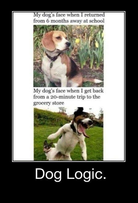 Omg So True Animal Jokes Dog Logic Funny Animals