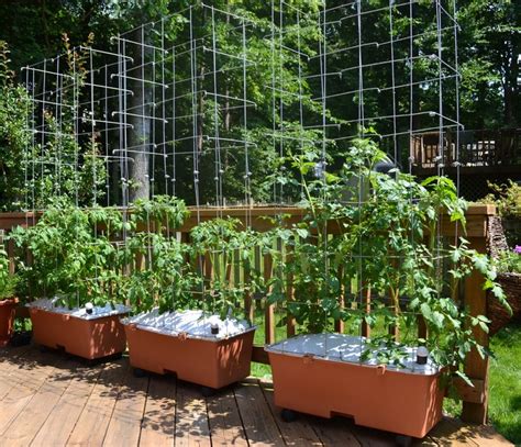 13 Best Images About Gardening In An Earth Box On