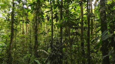 Rainforests May Store Less Carbon As Climate Changes