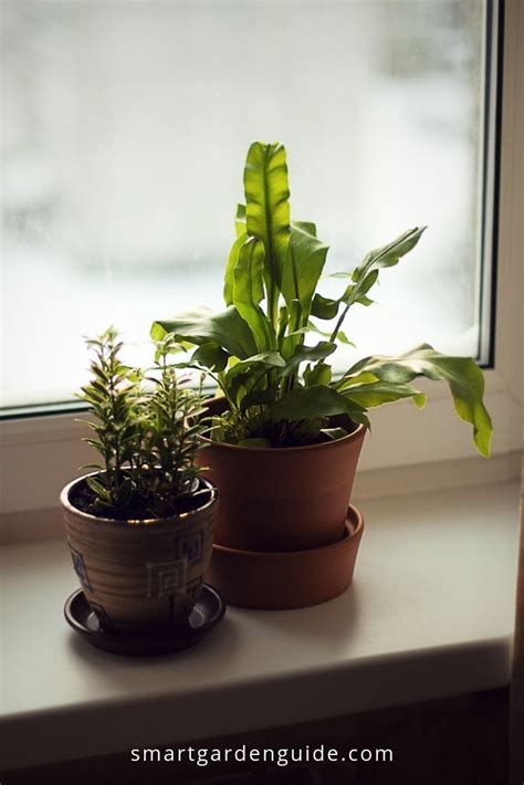 Hydrangea is not only easy to care for but also a showstopper with its charming blooms in a wide variety of colors. Easy care indoor plants that look amazing. Any windowsill ...