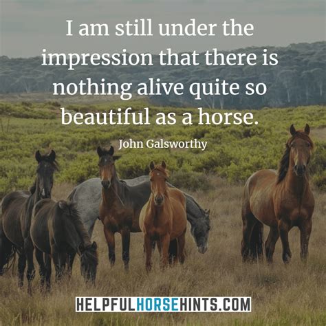 45 Horseback Riding Quotes That Will Inspire You W Shareable