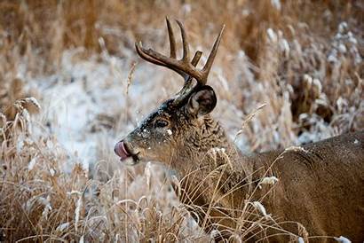 Deer Hunting Whitetail Backgrounds Desktop Wallpapers 1282