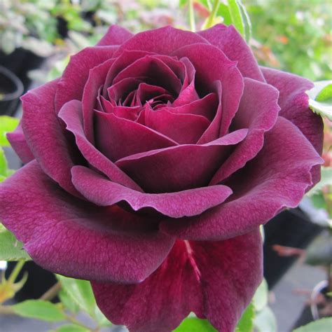 Ebb Tide Rose Purple Floribunda Rose The Fragrant Rose Company