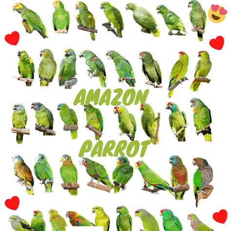 Amazon Parrots Amazon Parrot Types My Pets Routine