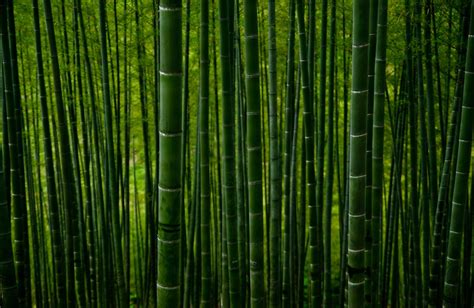 Green Bamboo Trees During Daytime Photo Free Image On Unsplash