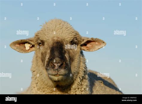 Domestic Sheep Ewe Stock Photo Alamy