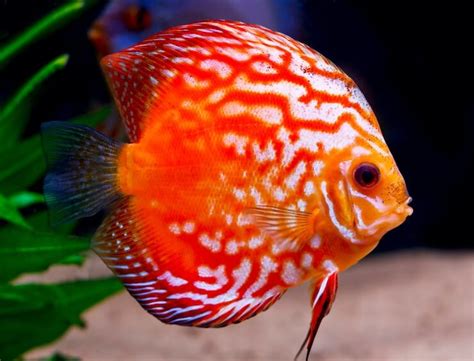Discus Fish The Complete Price Care And Types Guide Everything