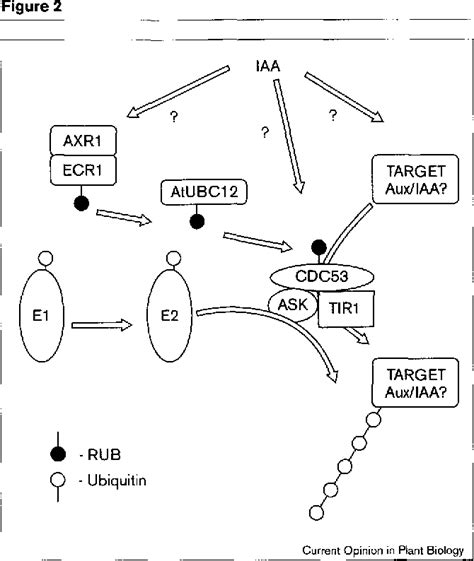 Figure 2 From Molecular Mechanisms Of Auxin Action Semantic Scholar