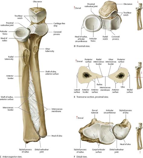 Elbow Forearm Atlas Of Anatomy