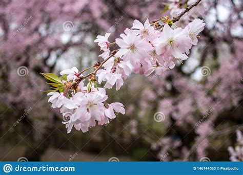 The Bright And Beautiful Full Bloom Of Cherry Blossom In Spring Stock