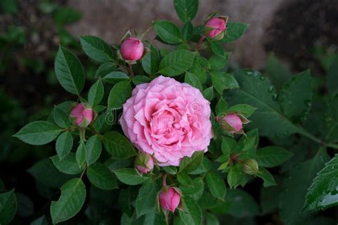 Beautiful Pink English Rose Close Up In The Garden Close Up Top Down