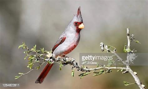 Pyrrhuloxia Perching High Res Stock Photo Getty Images