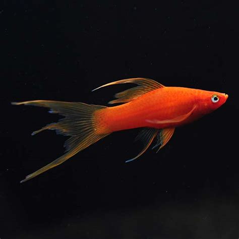 Hi Fin Lyretail Swordtail Livebearer Blood Red Tropical Fish For