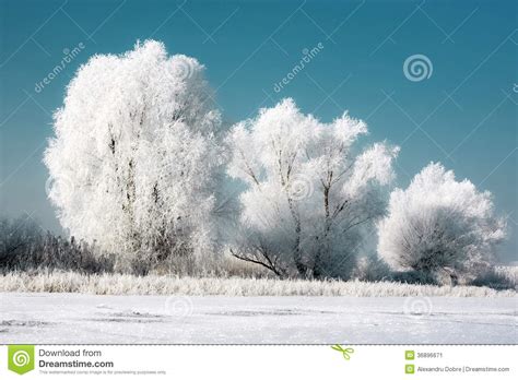 Three Snowy Trees Stock Image Image Of Blue Light