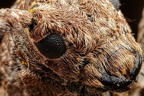 Incredible Close Up Macro Photography Of Insects By Dalentech