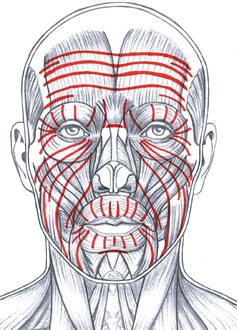 The Red Lines Indicate The General Pattern Of Facial