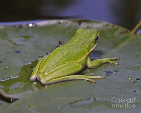 Tree Frog Lily Pad Photograph By Chuck Hanlon Fine Art America