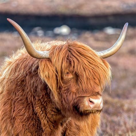 Highland Cow Photograph By Derek Beattie Fine Art America