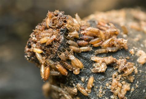 Larva Dan Kepompong Dalam Pisang Lalat Buah Umum Drosophila
