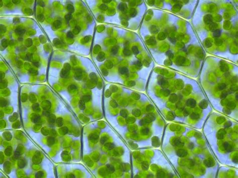 Difference Between Leucoplast Chloroplast And Chromoplast Compare The