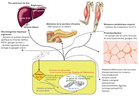 En pharmacologie, un effet secondaire ou effet latéral est un effet survenant en plus de l'effet principal désiré lors de la prise d'un traitement médicamenteux. Diabète cortico-induit, une entité fréquente sans prise en ...