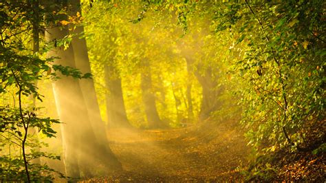 1920x1080 1920x1080 Morning Sun Nature Rays Early Autumn Forest