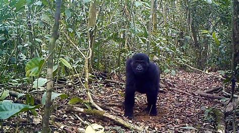 Cameroon Suspends Logging Plans In Ebo Forest Rainforest Rescue