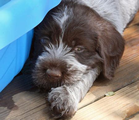 They are a loving member of the family, devoted, willing to please, amiable, and even comical. These Adorable Wirehaired Pointing Griffons are About to ...