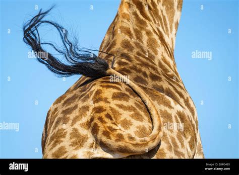 Giraffe Tail Movement Hi Res Stock Photography And Images Alamy