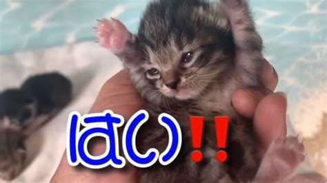 生後2週間の子猫の紹介‼️ Youtube