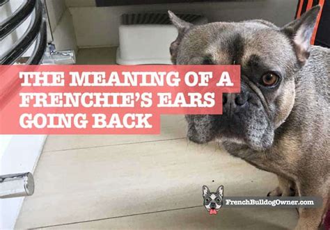 43 Top Pictures French Bulldog Ears Cut How To Properly Clean Your